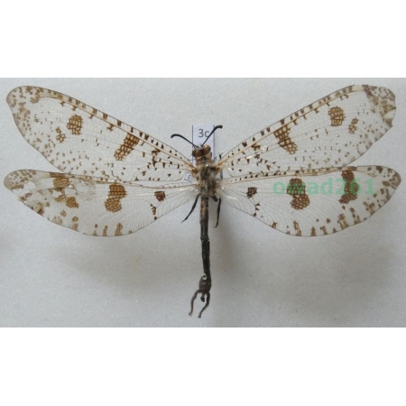 Myrmeleon libelluloides (Linnaeus, 1764) Greece3c